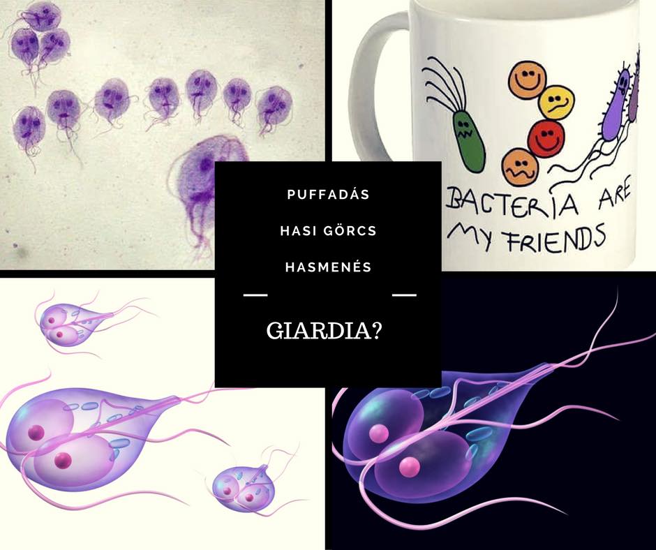 
<span>Giardia fertőzés, a pápaszemes szörnyeteg</span>
