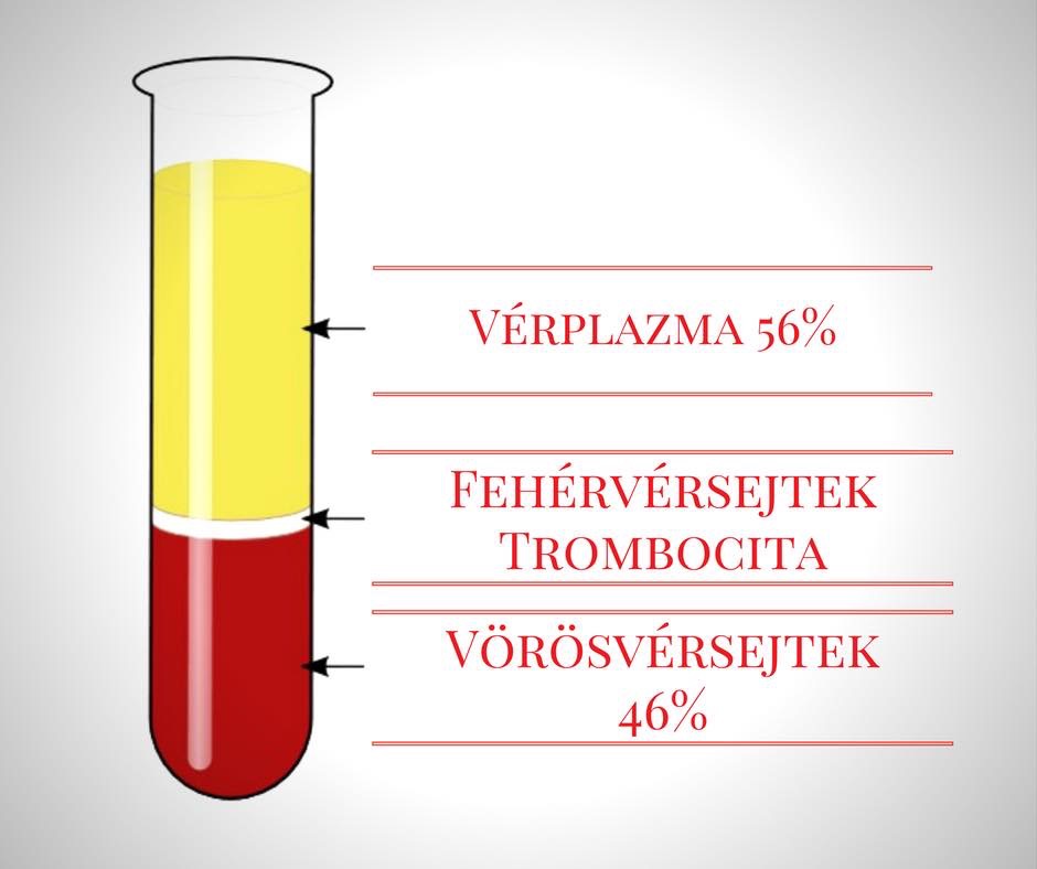 
<span>Miből áll a vér? Mit vizsgálunk? 1. rész</span>
