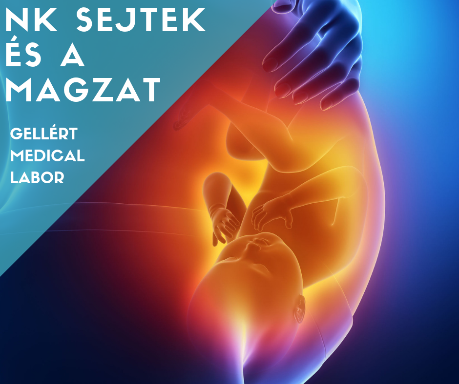 
<span>NK sejtek és abortusz</span>
