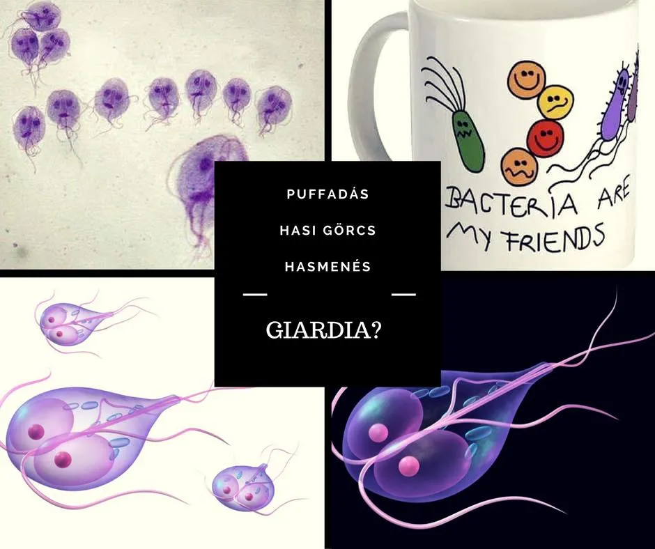 Giardia fertőzés, a pápaszemes szörnyeteg