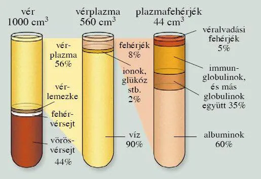 Miből áll a vér? A vér alakos elemei. 2. rész