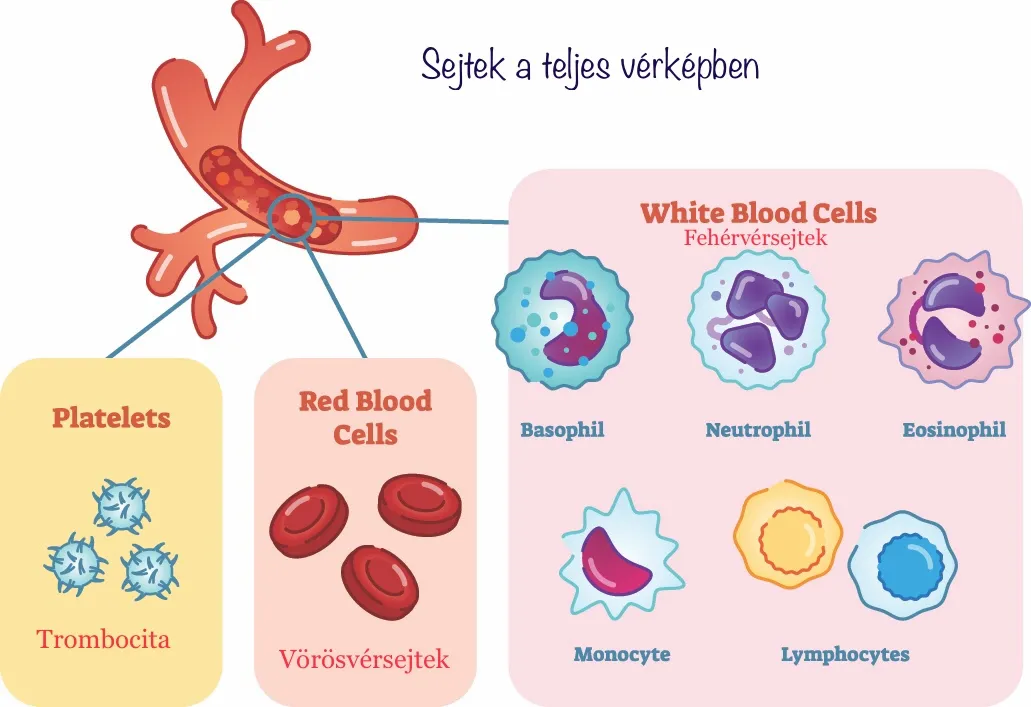 Mit jelent a teljes vérkép?