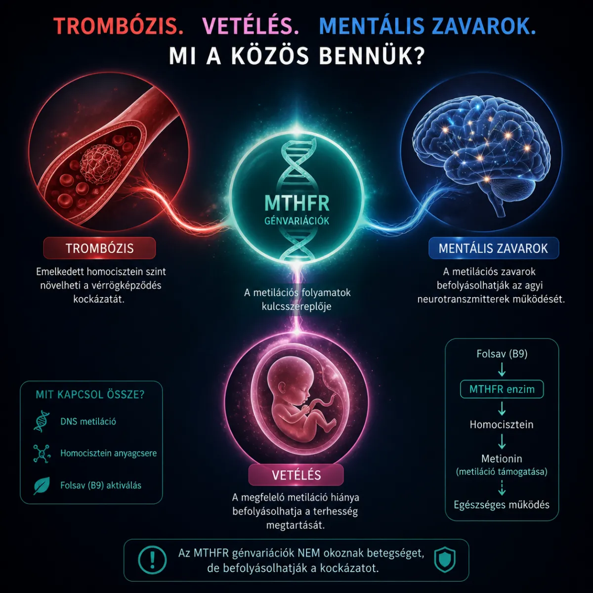 MTHFR gének. Trombózis, mentális zavarok, vetélés. Mi bennük a közös?