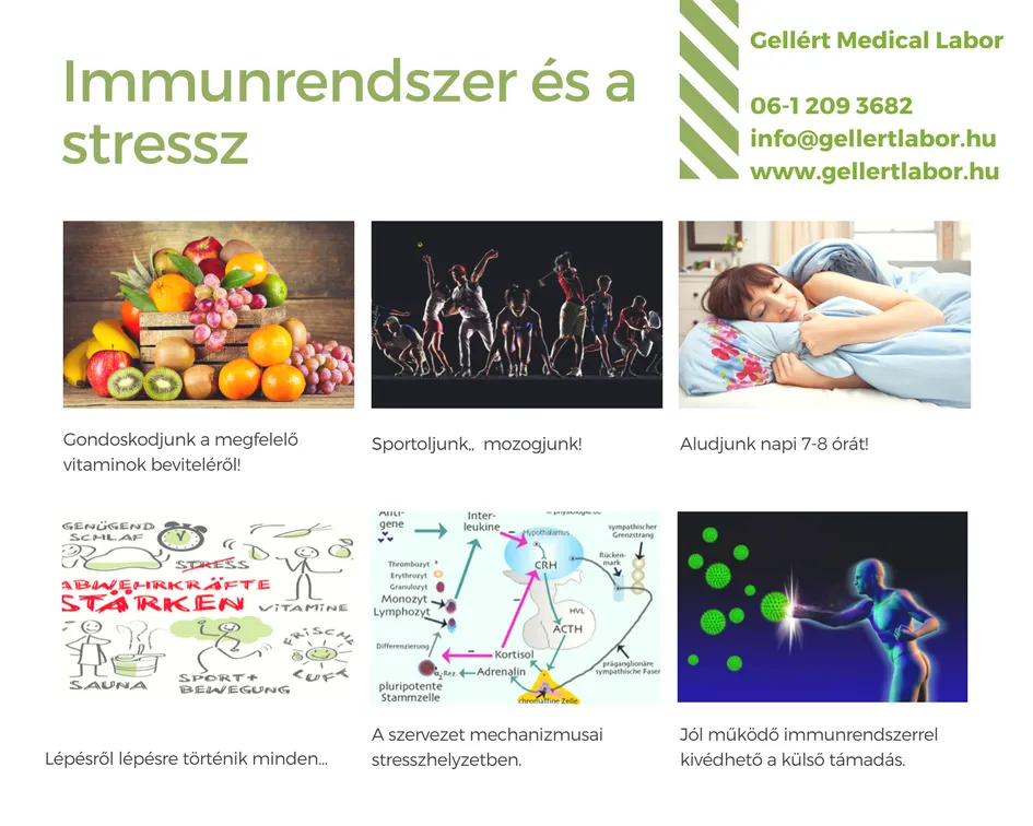 Az immunrendszer és a stressz